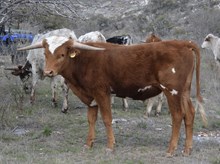 KDK ALTAIR 317