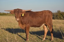 HL Rio's Altha x DCR Roman's Jest (H)