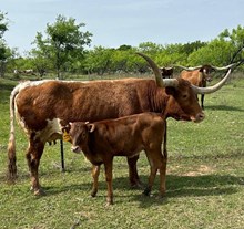 RJF Awesome Cowgirl x BR Jungle Jim (h) tag 512