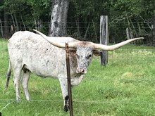 Silver Marty