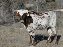 KDK BLUEBONNET