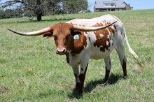 Brazos Carly 968