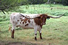 Brazos Carly 968