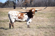 Brazos Danielle 969