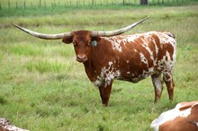 Brazos Gerda 965