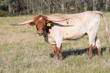 Brazos Splendor 55/20