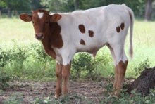 SHR Kellys Buck