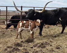 WT KID ROCK X CR EBONY COWGIRL (B)