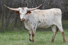 CV SPECKLES