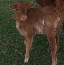 Cv cowboy Casanova x bl farlaps legend heifer