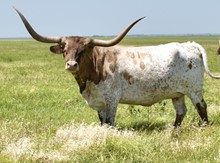 MINNIE PEARL 14