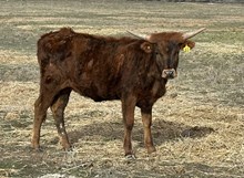 CR Touch of Brindle