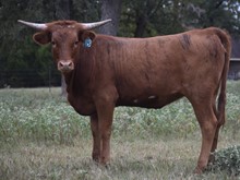 RJF Worth X Jammin - Calf Tag 125
