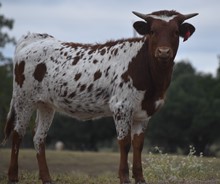 RJF RURAL ROMANCE 206