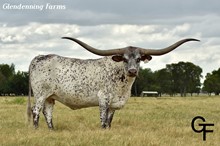 RM Cowboy's Rose 840