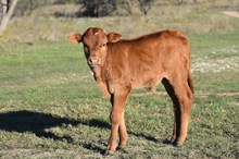 Lydia Bull Calf