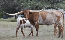 KDK CHARRO’S COWGIRL