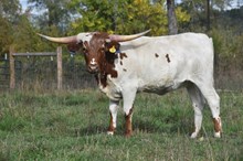 6CR  DOTTIE HINSON