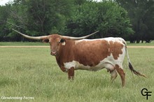 Brazos Ms Rebecca 801