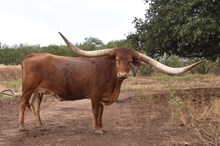 HL Casanova’s Katie 