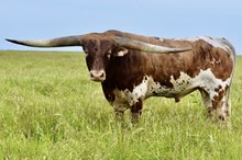 MARLBORO MAN LM