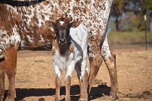 M7 HIGHER ROWDY GIRL X BLUE MOON GLR