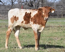 #2463 HR REBS RESERVE X  PACIFIC COWBOY 40