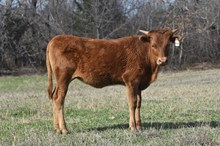 #2450 PACIFIC COWBOY 40 X SHAMIA EOT