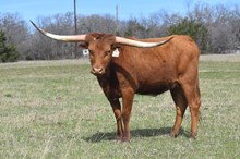 HR CHAMOIS