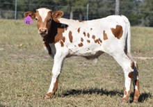 WT KID ROCK X RJF RURAL ROMANCE 206  TAG 431