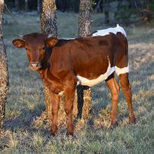 KDK WILD WANDA x PCC MIDAS TOUCH 25