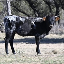 BCR ROSES ROSES x ENIGMA WL- 25