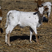 OLD TOWN GYPSY BCB X REBEL HR - TAG 4641