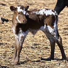 TEXANA TINSEL X KDK WILDFIRE - TAG 5127