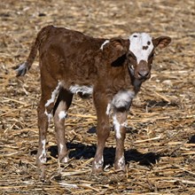 TEXANA TINSEL X WT KID ROCK  - TAG 4720