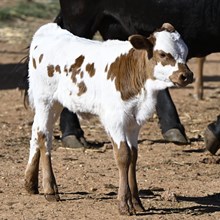 TEXANA TINSEL X WT KID ROCK - TAG 5069
