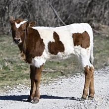 HL DIXIE CHICK X HL HEADS UP - TAG MH