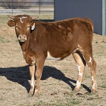 WF PAINTED LILY X JAMMIN TEX - TAG 6470