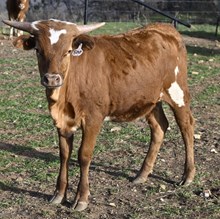 HELM TC LAURAS MERCY X BR JUNGLE JIM - TAG 500