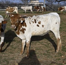 G1F ONE TUFF GINGER X BR JUNGLE JIM - TAG D619