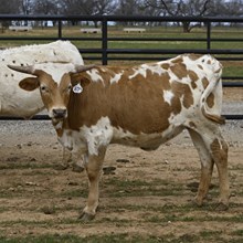 HELM TC LAURAS MERCY X WT KID ROCK - TAG 834