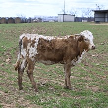 ALLENS TOP CHERRY X KID ROCK - TAG 2099