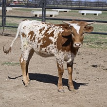 WF PAINTED LILY 333 X REBEL HR TAG DWR1