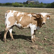 HELM TC LAURAS MERCY X WT KID ROCK - TAG 834
