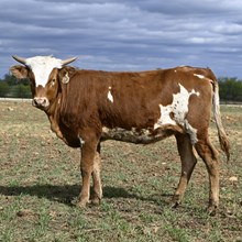 MN REBEL ZOEY X BR JUNGLE JIM  - TAG 2138