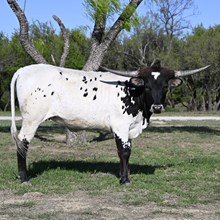 M7 HIGHER ROWDY GIRL X BLUE MOON GLR
