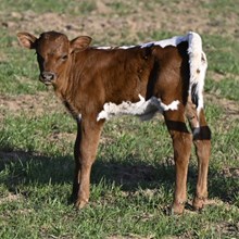 WL REBEL RILEY x WL ENIGMA