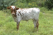 KDK WILD DARLA 545