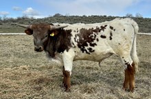 Oh My Darling 24 bull