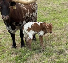EV GLORY BEA X PACIFIC COWBOY 40 (B) TAG 507